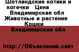 Шотландские котики и когечки › Цена ­ 5 500 - Владимирская обл. Животные и растения » Кошки   . Владимирская обл.